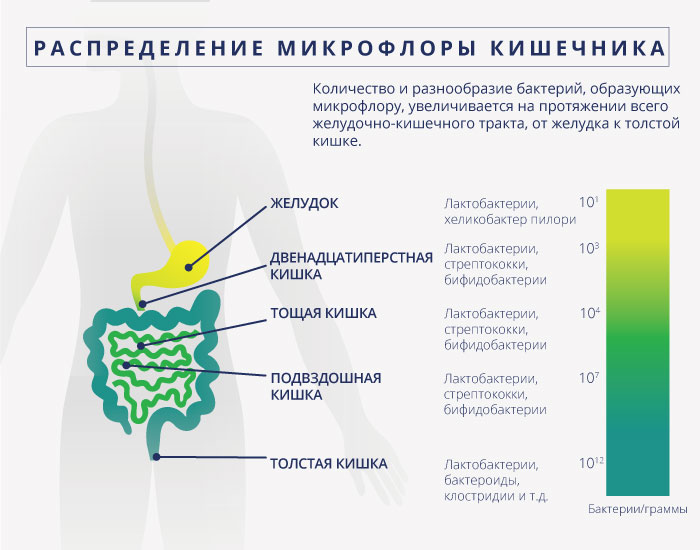 kоличество и разнообразие бактерий, которые образуют кишечную микрофлору, увеличивается по всему желудочно-кишечному тракту