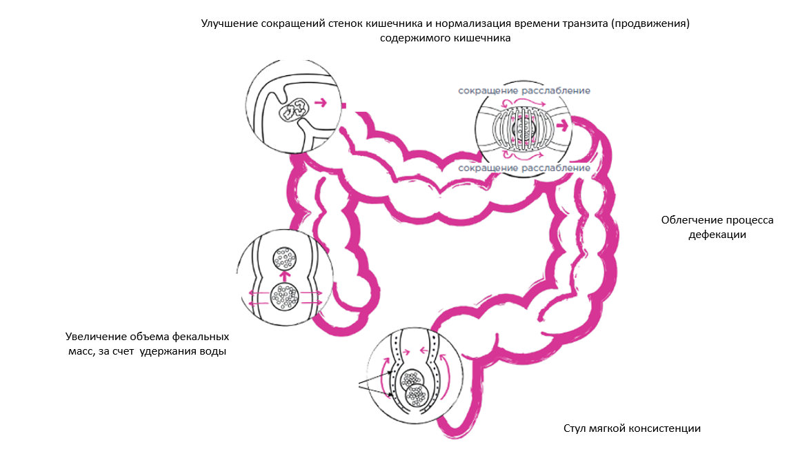 Ленивый кишечник самостоятельно без слабительного